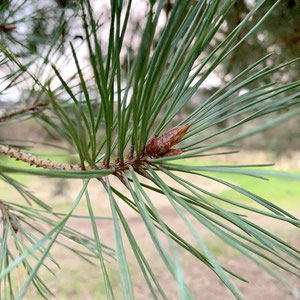 Knospen einer Kiefer. Foto: schlaubatz