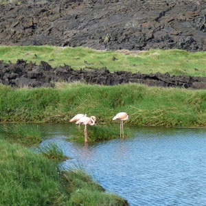 ... und hin&wieder eine kleine Oase ... mit z.B. Flamingos :-)