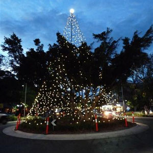 Australischer "Weihnachtsbaum"