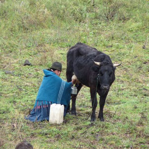 Milch ... die Haupteinnahmequelle der laendlichen Bevoelkerung.