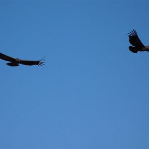 Beobachtung von Kondoren am Cruz del Condor