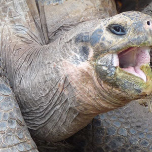 Die unterschiedlichen Seins-Zustaende einer Schildkroete: Hunger!