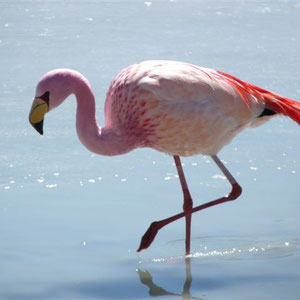 ... mit vielen rosafarbenen Flamingos