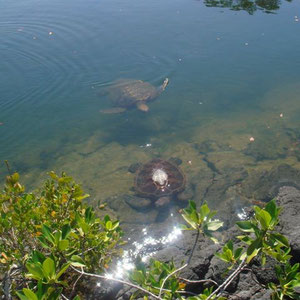 Wasserschildkroeten