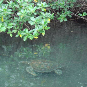 Begleitung von einer Wasserschildkroete