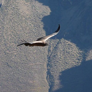 Andenkondore ... die mit größten flugfähigen Vögel der Welt ...