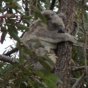 Koala in der freien Wildbahn ... wie immer am Schlafen