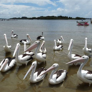 Hier wartet eine ganze Horde Pelikane auf Fische