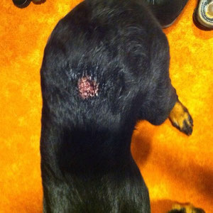 T-Zell-Lymphom - Mobile Tierheilpraktikerin Katja Kappeler