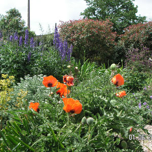 jardin en juillet
