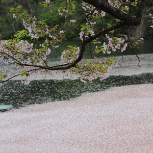 写ッセ 上越物語賞「高田公園お堀の四季」 - 橋本 八典