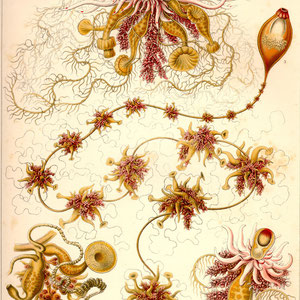 Ernst Haeckel - Kunst-Formen der Natur