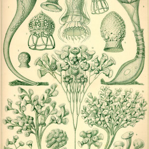 Ernst Haeckel - Kunst-Formen der Natur