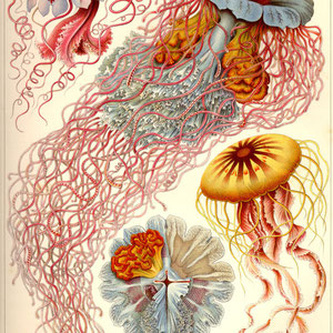 Ernst Haeckel - Kunst-Formen der Natur