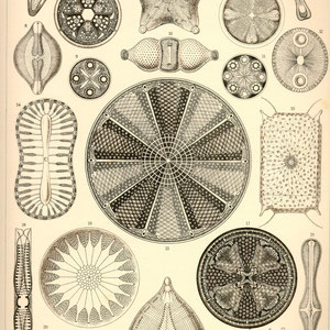 Ernst Haeckel - Kunst-Formen der Natur