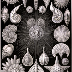 Ernst Haeckel - Kunst-Formen der Natur