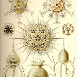 Ernst Haeckel - Kunst-Formen der Natur