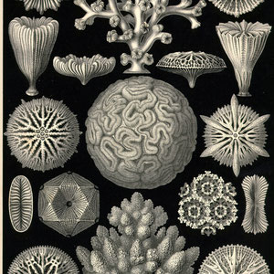 Ernst Haeckel - Kunst-Formen der Natur