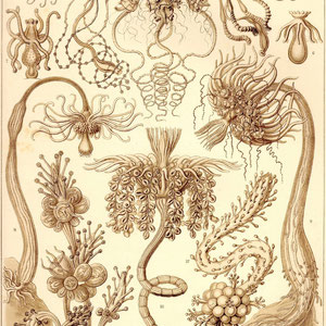 Ernst Haeckel - Kunst-Formen der Natur