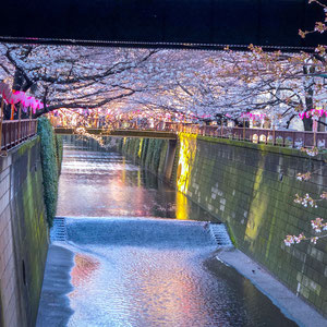 Cherry blossoms along the Meguro River.