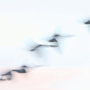 Zwergschwäne ICM, Ralf Ehben