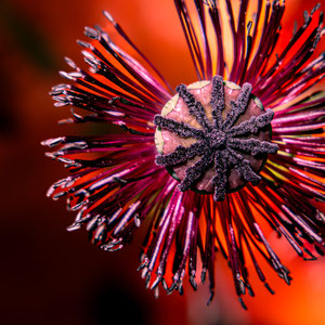 Rotes Feuerwerk, Annette Pfeiffer