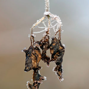 Amulett, Elke Riesmeier