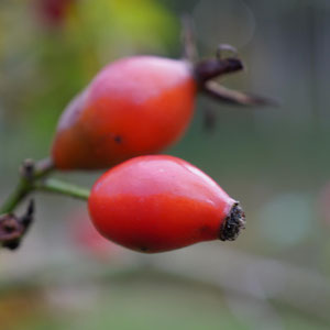 Beeren und Früchte. Barbara Kosuch