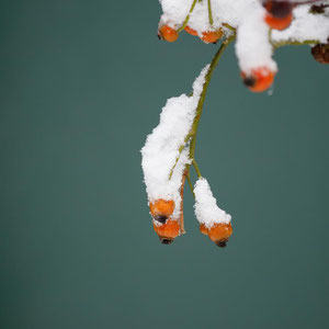 Winterfrüchte. Tammo Gerdes Röben