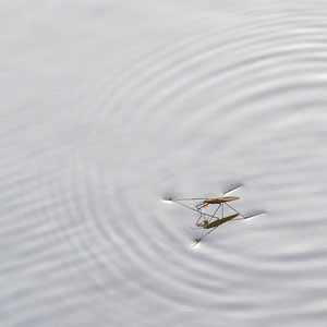 Wasserläufer, Annette Pfeiffer