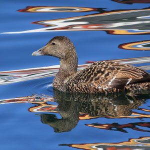1. Spiegelungen, Ralf Ehben