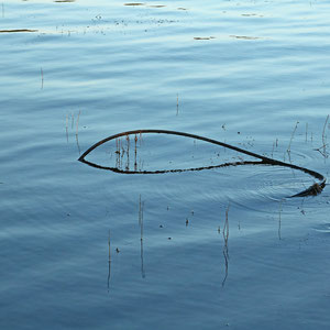 Fisch, Elke Riesmeier