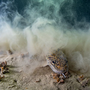 Eine Trüsche (Lota lota) wirbelt mit der Schwanzflosse Sediment auf und verschwindet gleich darunter. © Robert Hansen