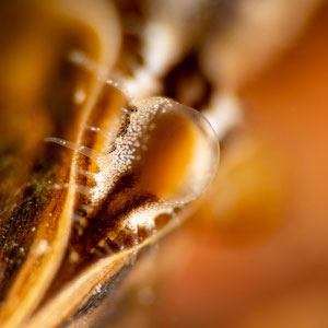 Der farbenfrohe Sipho einer Quaggamuschel (Dreissena rostriformis) ist wenige Millimeter gross. © Robert Hansen