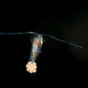 Der einen Millimeter kleine Ruderfusskrebs (Copepoda) trägt an seiner Schwanzflosse den Nachwuchs. © Robert Hansen