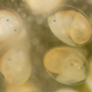  Schlammschnecken (Radix sp.) wachsen in den zwei Millimetern kleinen und transparenten Eiern heran. © Robert Hansen