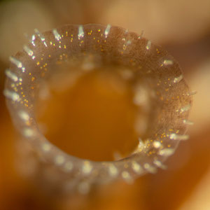  Der drei Millimeter kleine Ansaugtrichter einer Wandermuschel (Dreissena polymorpha) ist ein filigranes Gebilde. © Robert Hansen