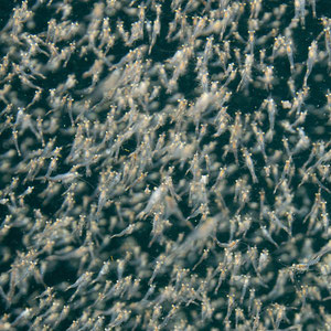  Donau-Schwebegarnelen (Limnomysis benedeni) bilden im Winter Schwärme mit tausenden von Tieren. © Robert Hansen