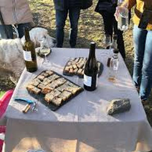 Dégustation de vin AOP au Domaine Sauvat