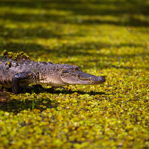 gator in Lake Martin, LA