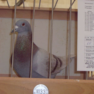 Bester Vogel der RV-WATTENSCHEID 2011-DV-2124-10-14.13 x Gesetzt 12 Pr / 4541Prkm. & 1076,94 ASP.