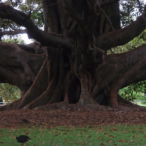 Botanischer Garten Sydney