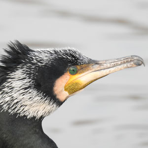 Profil Kormoran | Foto: W. Huni