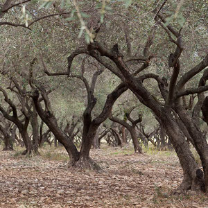 Olivenbäume in der Nähe von Bastia