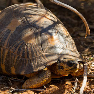 Madagaskar: Strahlenschildkröte (Geochelone radiata)