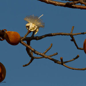 Madagaskar: Früchte des Baobab-Baums
