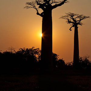 Madagaskar: Sonnenuntergang bei Morondava mit den Baobab Bäumen