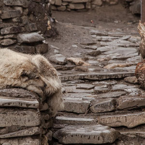 Azerbaijan - Schlafender Hund in Xinaliq