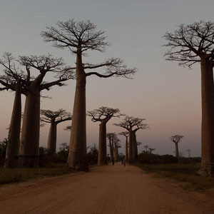 Madagaskar: Sonnenuntergang bei Morondava mit den Baobab Bäumen