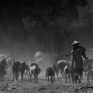 Myanmar people - unterwegs mit Ziegen